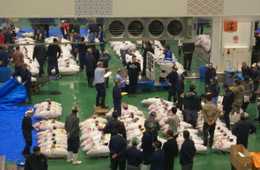 豊洲市場、一般見学始まり外国人観光客の姿も／立入禁止エリアに侵入してしまう様子もあり課題残る？