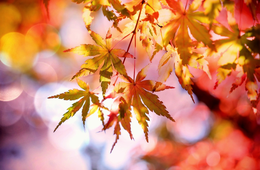 【海外からも注目】日本の紅葉の魅力とは？外国人からの人気も集まる京都の東福寺・永観堂も紹介
