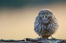 フクロウと触れ合えるカフェ「アキバフクロウ」が外国人に人気観光スポット2位に！その理由は？
