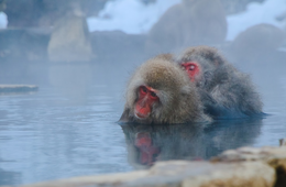 【国別】訪日外国人の旅行目的ランキング：外国人観光客が日本に求めるものとは