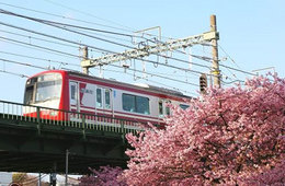 旧正月に来訪するインバウンド向け「三浦海岸＆横浜・大岡川 桜キャンペーン」を実施