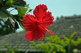 【沖縄DMO】沖縄観光コンベンションビューローが目指すインバウンド対策 | 観光事業において沖縄が抱える課題とは