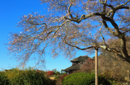 魅力度ランキング最下位の茨城 インバウンドの動向は？行政やDMO茨城県観光物産協会の取り組み・事例を紹介