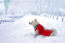 大雪カムイミンタラDMOとは | 北海道大雪エリアをPR・スノーリゾートでインバウンド誘致