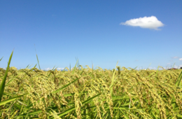 【新潟DMO】新潟県観光協会とは｜周遊バスや多言語ホームページでインバウンド地方誘致を強化