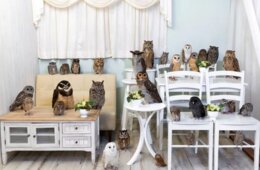 「アキバフクロウ」とは？秋葉原のフクロウカフェが人気の理由・インバウンド対策を紹介