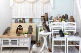 「アキバフクロウ」とは？秋葉原のフクロウカフェが人気の理由・インバウンド対策を紹介