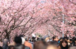 【桜×インバウンド】例年より早い開花 外国人の反応は？開花予報とズレで混乱の可能性も