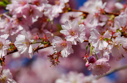 「桜」でインバウンド盛り上がる国は台湾、タイ、フィリピン