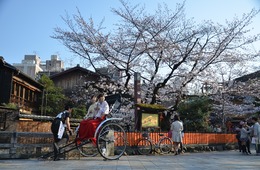 訪日客に大人気の花見！最新の開花情報の発信で満足度向上へ Visa×京都が連携