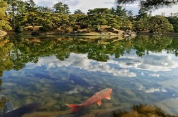 マーケット規模は100億円、中国人富裕層が日本の「錦鯉」を爆買い！中国人の鯉ブームをインバウンドに活かす方法とは？