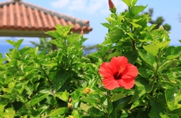 過去最高！沖縄県「入域観光客統計概況」5月は国内需要が増加！