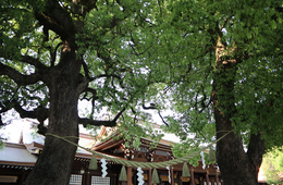 インバウンドにも人気の「明治神宮」観光客が訪れるべきスポットは？原宿駅からすぐ・人気お守りも紹介