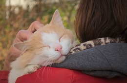 中国で空前の「猫ブーム」到来：中国トレンドニュース5選【2019年9月第2週号】