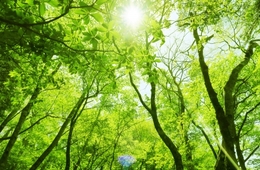 林野庁がドローンで撮影した「日本美しの森 お薦め国有林」動画を公開