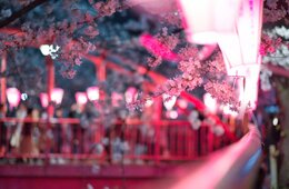 京都の夜桜が楽しめるライトアップスポット！ 見所と観光公害について解説