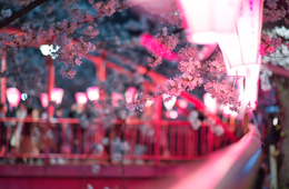 京都の夜桜が楽しめるライトアップスポット！ 見所と観光公害について解説