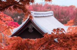 【海外の反応】ヨーロッパで人気「日本の紅葉」理由は「26種類のカラフルさ」「美しい風景」