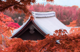 【海外の反応】ヨーロッパで人気「日本の紅葉」理由は「26種類のカラフルさ」「美しい風景」