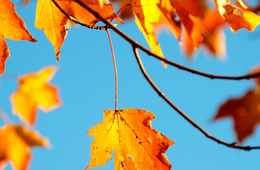 外国人が日本で感動する思いがけない”特別”／ただのいい天気ほか6選