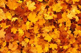 日本の紅葉にアメリカ人は”Just Go！”と絶賛、だがカナダ人…その理由とは？【海外の反応】