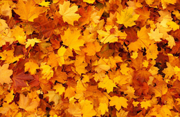 日本の紅葉にアメリカ人は”Just Go！”と絶賛、だがカナダ人…その理由とは？【海外の反応】