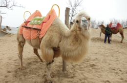 鳥取県のインバウンド事例 | 訪日韓国人が多い鳥取、日韓関係悪化の影響は？