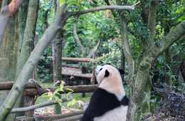 2019年は【中国+台湾+香港】からすでに1,300万人が訪日!中国語表記でおもてなしに差をつけるコツ:「普通語」と「標準中国語」の違いは?