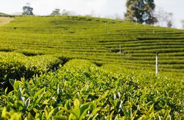 これからのインバウンドに愛される3つのポイントは？「京都×茶葉＝農家民宿」定番観光地の京都で、伝統的建造物以外の目的を創出