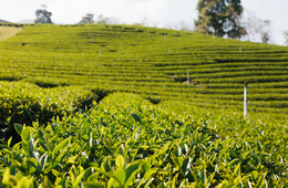 これからのインバウンドに愛される3つのポイントは？「京都×茶葉＝農家民宿」定番観光地の京都で、伝統的建造物以外の目的を創出