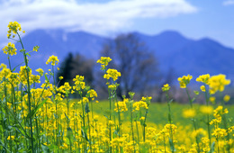 韓国市場の前年同月比「65.1％減」市場全体を揺さぶる（JTB総合研究所：2019年11月「インバウンド訪日外国人動向」）