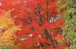 【JTBツアー人気トップ10】欧米豪「ロボットショー」「ジブリ」アジア「沖縄」「ワンピース」地域別の好みがはっきり（2019年11月）