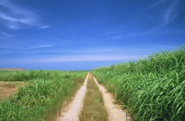 五輪×四国周遊のニーズは「地元の人しか知らない魅力」で刈り取れ！37.9％が訪問希望（インバウンドの四国に関する意向調査／日本政策投資銀行）