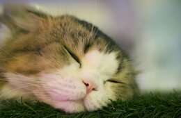 動物カフェ人気はリ・バウンド効果の影響？リ・バウンド効果とは何か、事例も解説