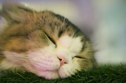 動物カフェ人気はリ・バウンド効果の影響？リ・バウンド効果とは何か、事例も解説