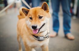 世界に響く、柴犬の魅力「アニマルツーリズム」がインバウンドの新たな市場を切り拓く？観光コンテンツ化で絶対に注意すべきこと