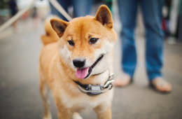 世界に響く、柴犬の魅力「アニマルツーリズム」がインバウンドの新たな市場を切り拓く？観光コンテンツ化で絶対に注意すべきこと