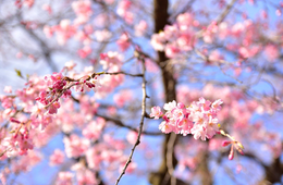 東京の開花予想は今週末！今年も日本の桜がインバウンドを呼ぶ？イースター休暇の欧米豪＆東南アジア市場に注目