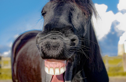 新型コロナでも明るい話はたくさん／困難のなか受けとったぬくもりやユーモア