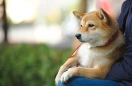 動物はインバウンドに"ウケる"！「動物インバウンドプロモーション」事例まとめ6選：「かわいい」はインバウンドでもキラーコンテンツ