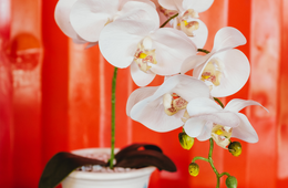 外国人が「華道」に注目する理由とは？歴史や生け花との違い、海外の反応