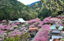 大分県のインバウンド対策と別府市の観光データ／外国人に人気のスポット・PR動画施策