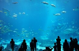 コロナ休園で動物園がクラウドファンディングで3,500万円調達、ユニークな返礼品が話題に