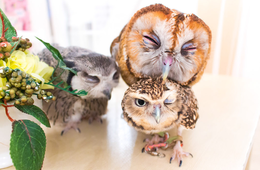 世界から愛された「アキバフクロウ」存続の危機に支援者殺到、わずか1日で300万円集まったワケ