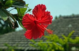 4連休で観光地に明暗…客足大幅増に喜びの声と、「消えたインバウンド」に苦しむところも