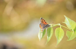 「あの日」から10年、観光業は復興になにをもたらしたか？