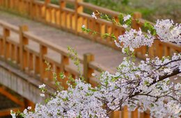 今年のお花見はどうなる？密回避できる新体験サービス続々登場 外国人も日本の花見に熱視線