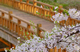 今年のお花見はどうなる？密回避できる新体験サービス続々登場 外国人も日本の花見に熱視線