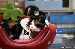 観光資源とは「あるもの」ではなく「つくるもの」であることがよく分かる事例集その4：ねこの駅長「たま駅長」が香港人に大ヒット 地域の2次交通を活用した観光地域づくり