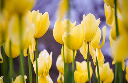 大阪の万博記念公園を詳細解説｜文化やスポーツを存分に楽しめる公園、各種イベントも